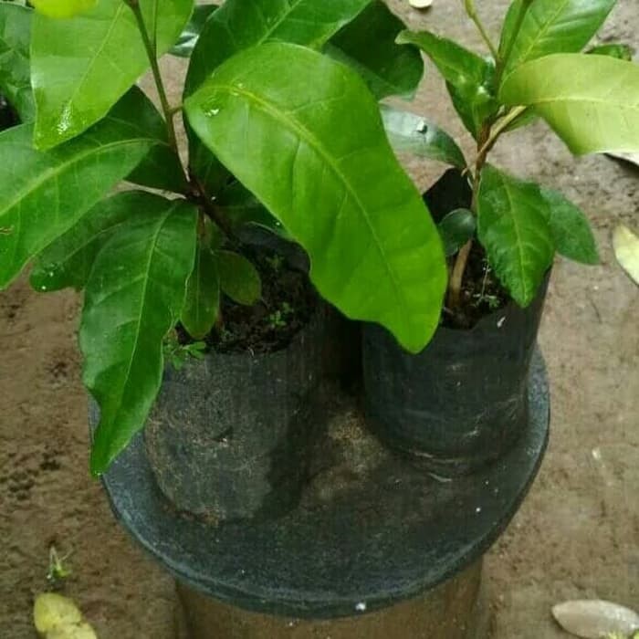 Bibit cendana akar wangi