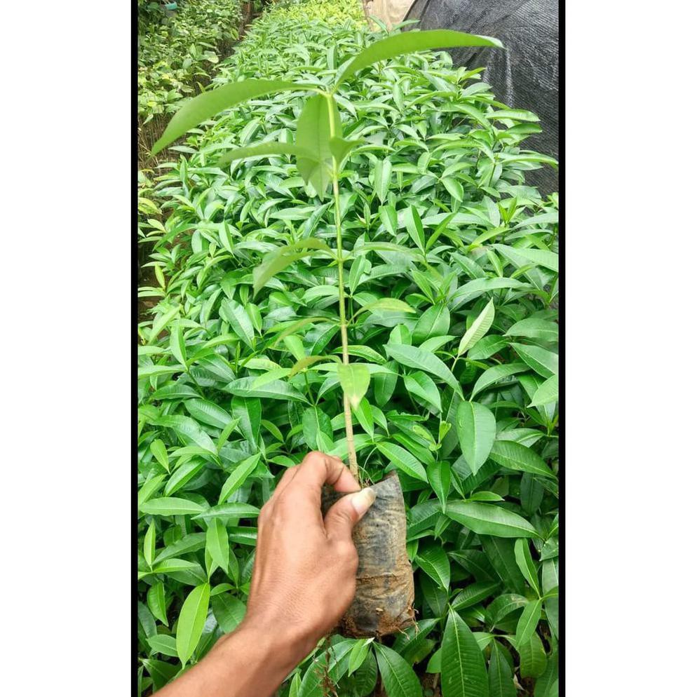 Asli Bibit Pohon Pule Pulai Bahan Bonsai Siap Tanam