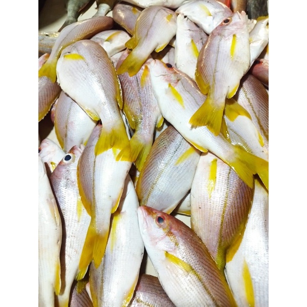 

ikan ekor kuning fresh