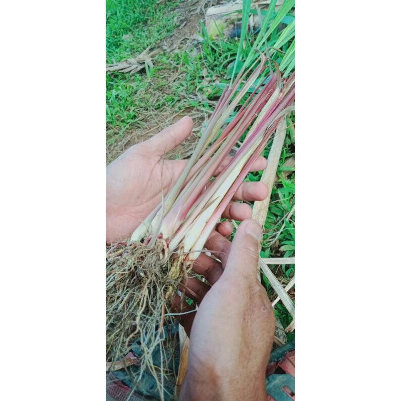 (PROMO)bibit sere merah/serai wangi/sere lanang