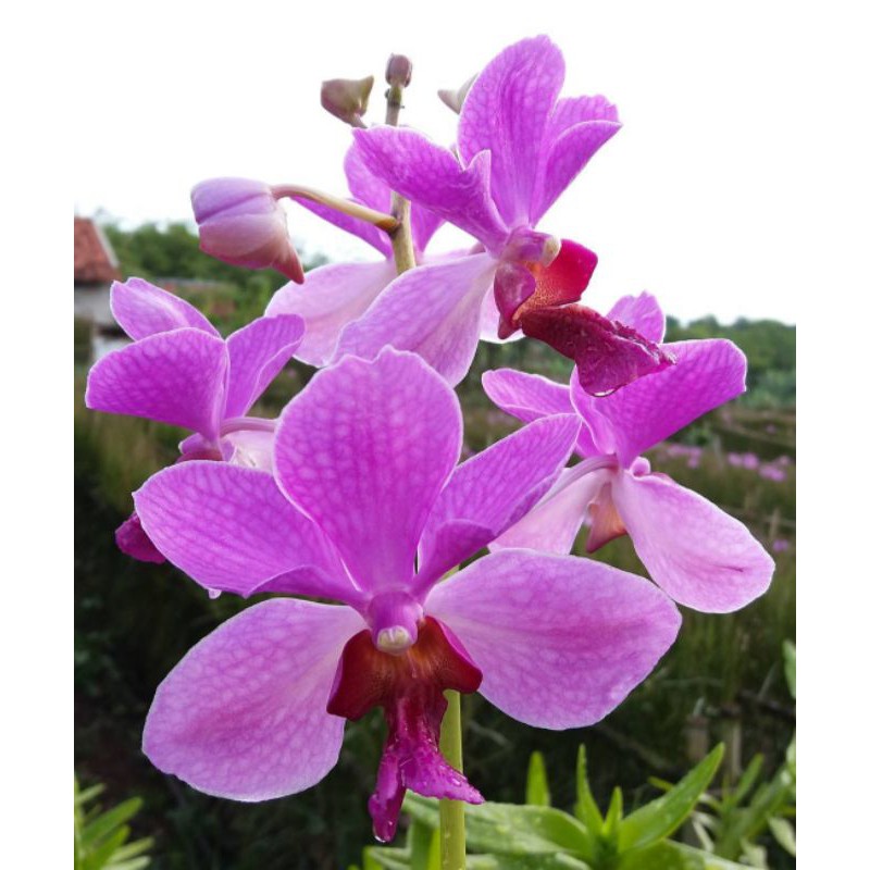 Anggrek tanah vanda douglas dewasa