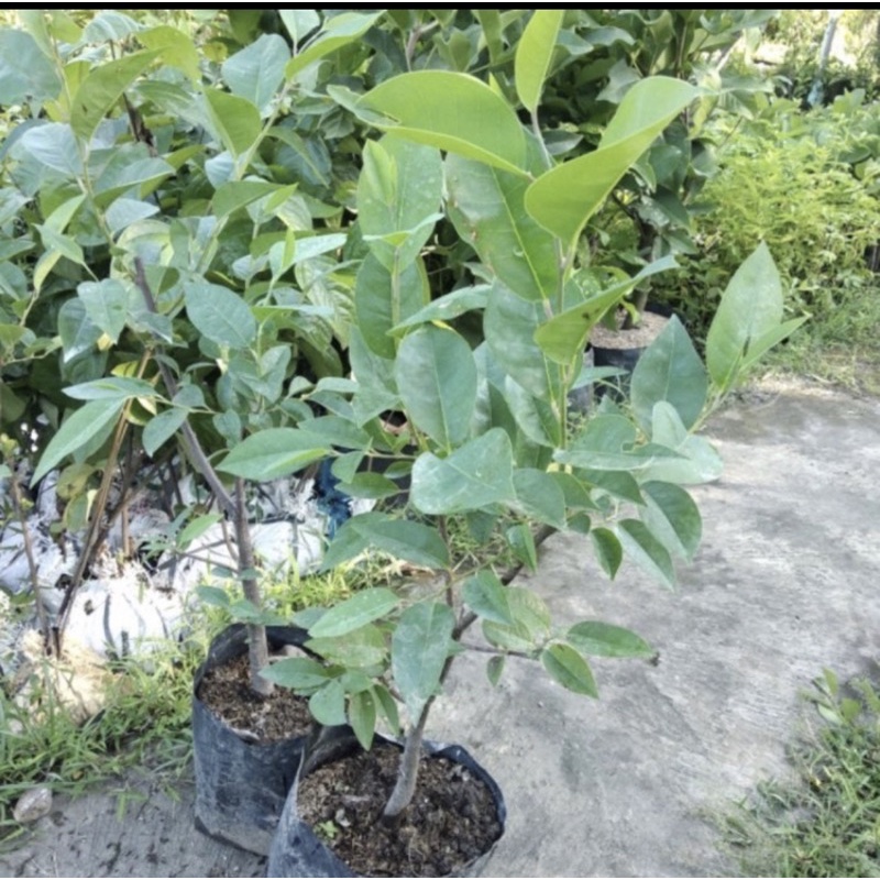 tanaman buah srikaya // pohon srikaya