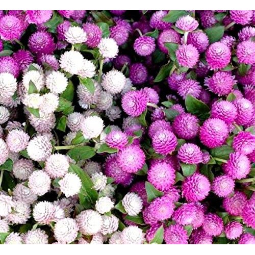 Benih-Bibit Bunga Kancing/Gomphrena QIS Mix (Haira Seed)