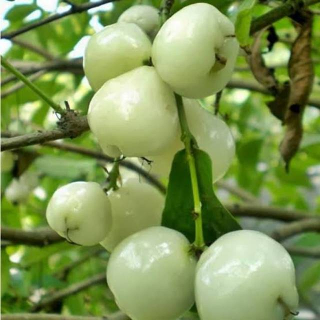 BIBIT JAMBU AIR CAMPLONG PUTIH