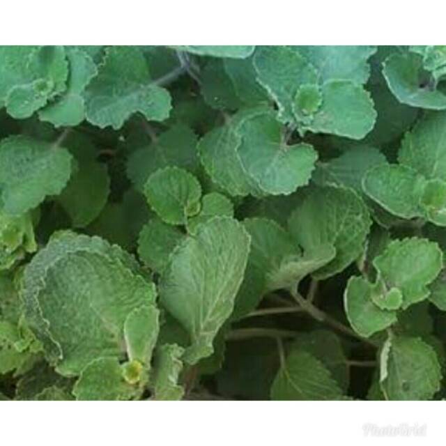 

DAUN TERBANGUN /BANGUN BANGUN ORGANIK