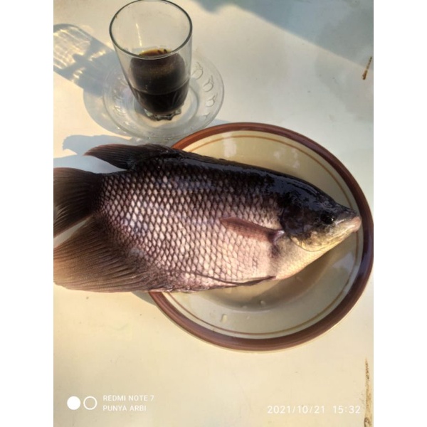 

ikan gurame konsumsi