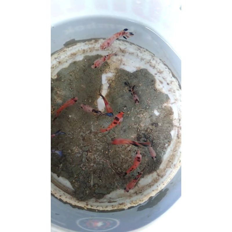 

Koi Galaxi multi mix