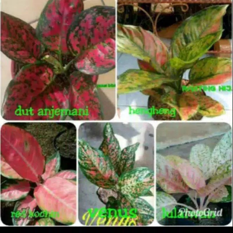 bonggol aglonema 5 bonggol