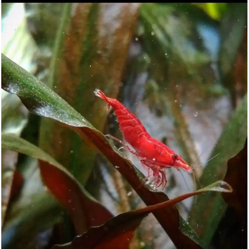 Udang hias aquascape Red Fire