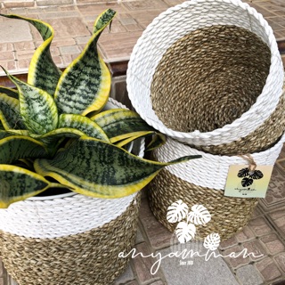 Cover Pot Keranjang Anyaman Seagrass Putih Natural Cover Pot Keranjang Anyaman Seagrass Putih Natural