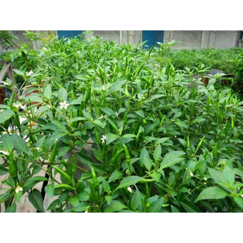 Bibit Benih Biji Cabai Rawit Hijau ( ± 35 biji )