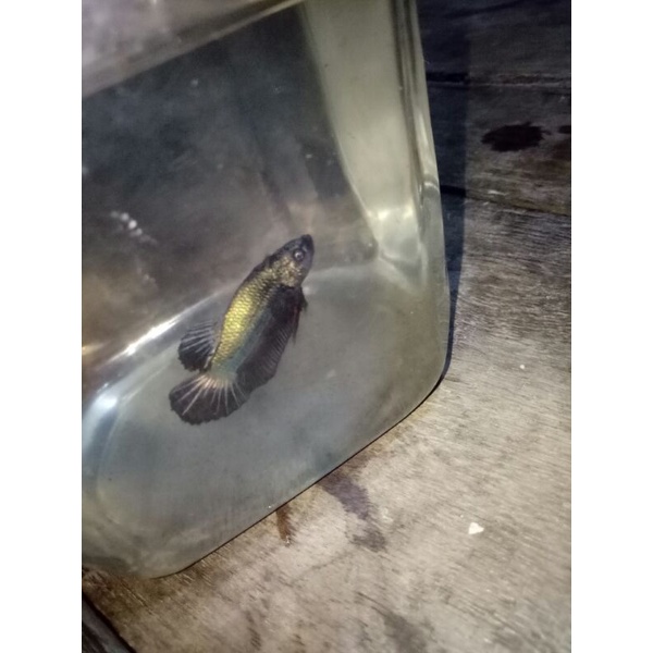 Ikan Cupang Green Mentalik ||Hijau Mentalik|| Ikan Cupang Kalimantan