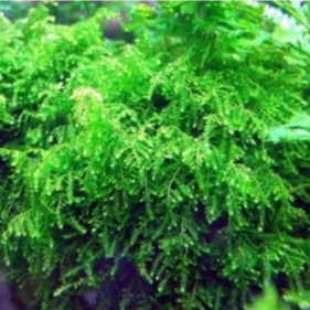 MOSS WEEPING WEPING TANAMAN LUMUT AQUASCAPE