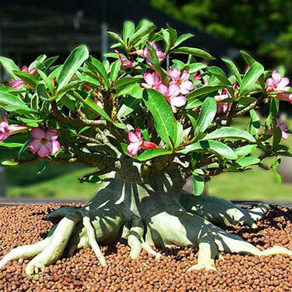 Harga per pack_ biji benih  bonsai bunga adenium obsum mix / 4 biji