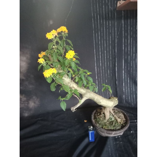 bonsai lantana..free pot (sesuai gambar.).bunga kuning