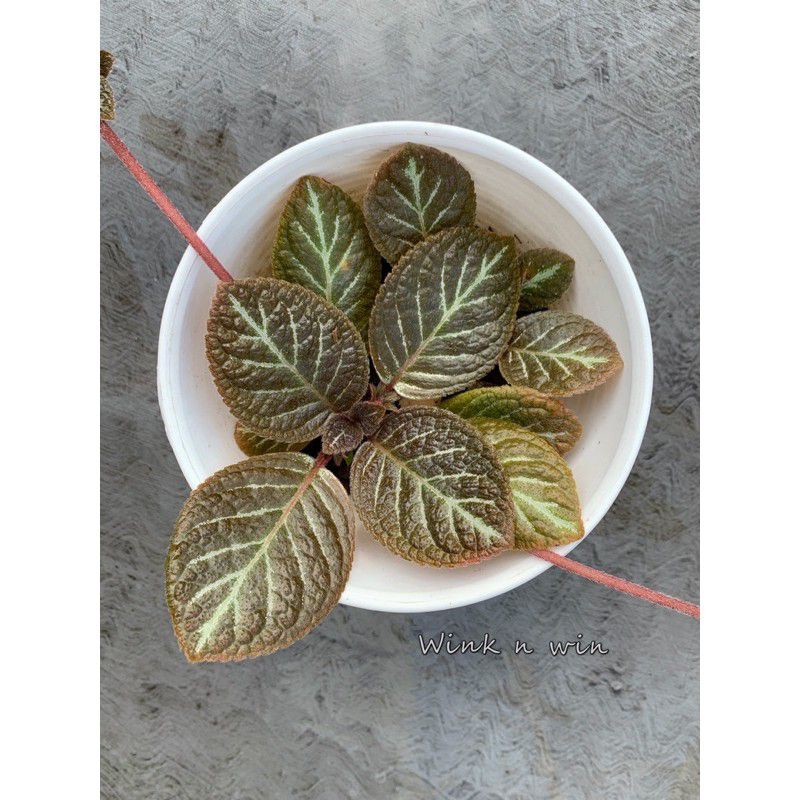 TANAMAN HIAS POT EPISCIA CUPREATA/EPISCIA HITAM PUTIH ANTIKAOLLSHOP