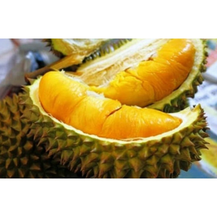 Bibit Durian Musangking Unggul Cepat Berbuah
