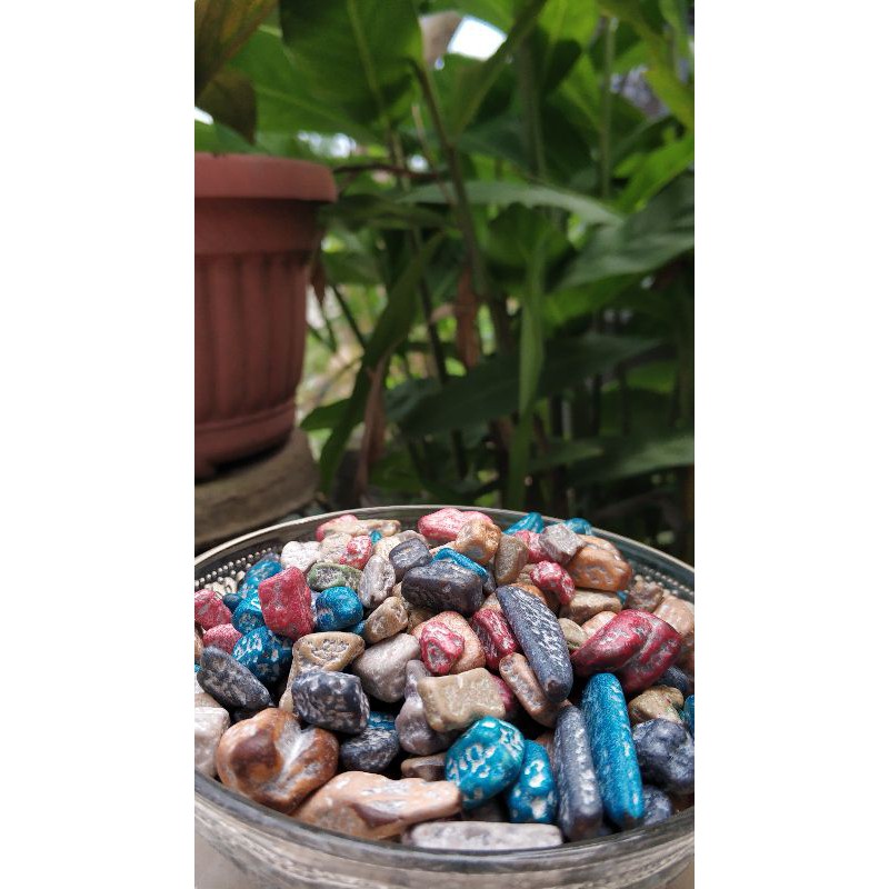 

COKELAT KERIKIL IMPORT MESIR 100% ORIGINAL