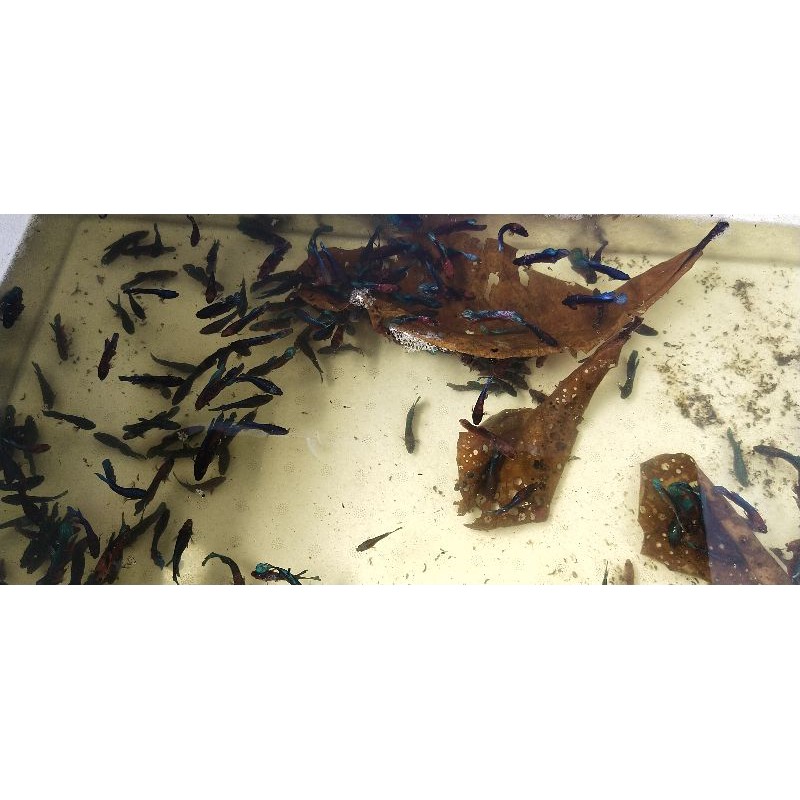 cupang plakat hellboy