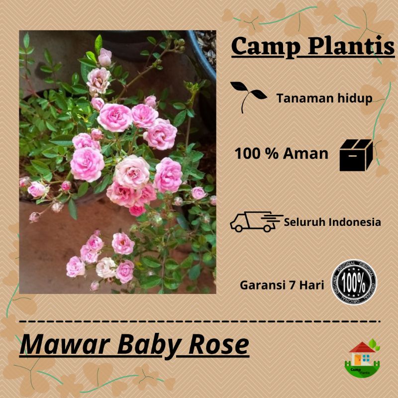 Baby Rose- Tanaman hias Bunga Baby Rose Rimbun Siap Tanam