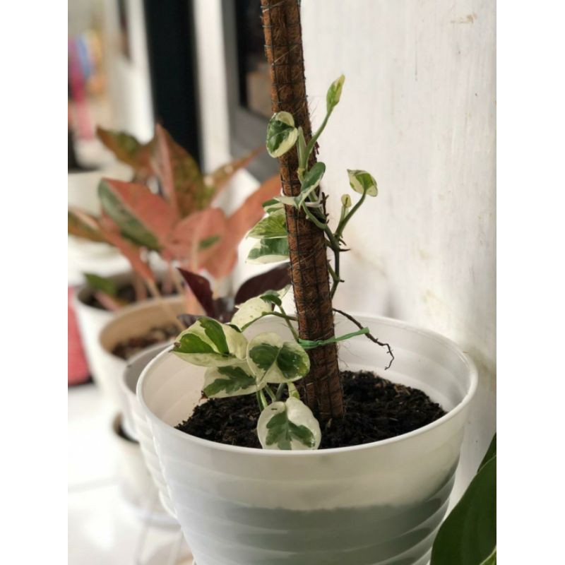 ivy varigata