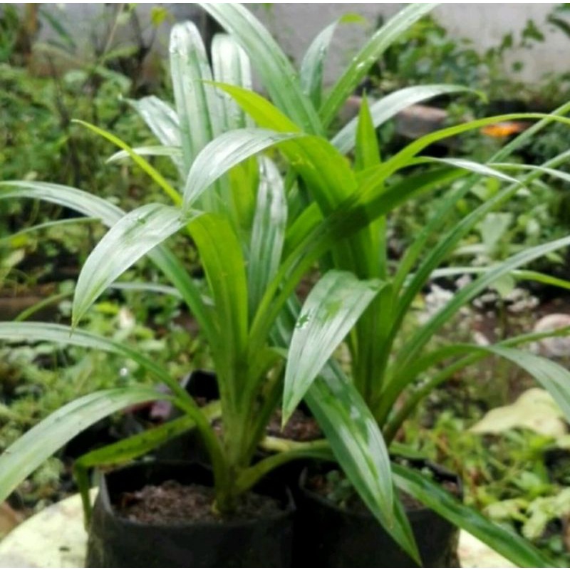 

Bibit tanaman daun pandan wangi sudah berakar tinggal tanam
