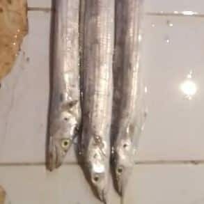 

Ikan layur 1kg