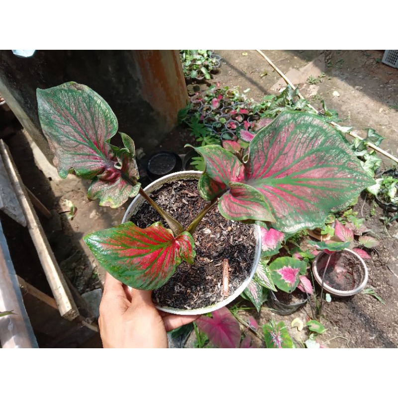 Caladium super Red Ceria dikirim bibit