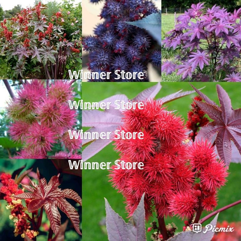 Jual 1 Butir Biji Benih Annual Ricinus Communis Red Castor Kaliki Gloah