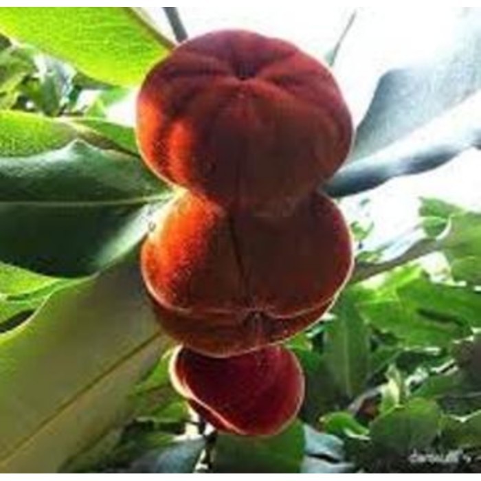 Bibit tanaman buah mentega bisbul langka