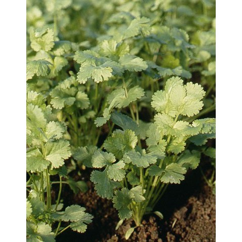 Benih Bibit Biji - Daun Coriander Calypso Herb Seeds - IMPORT