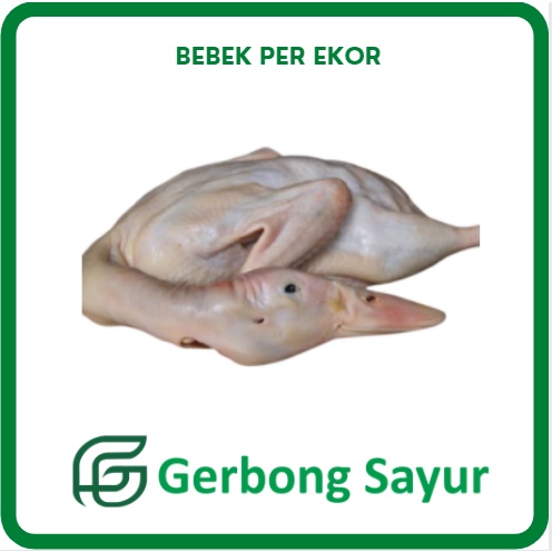 

Bebek Segar Per Ekor