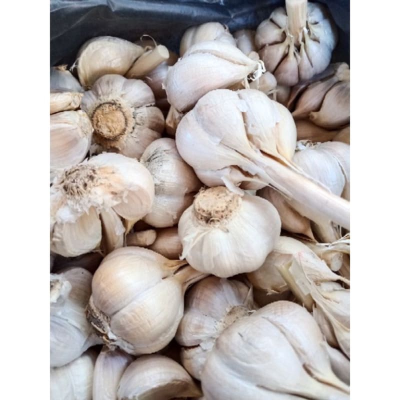 

bawang kating 250 gram Hasil Kebun Sendiri