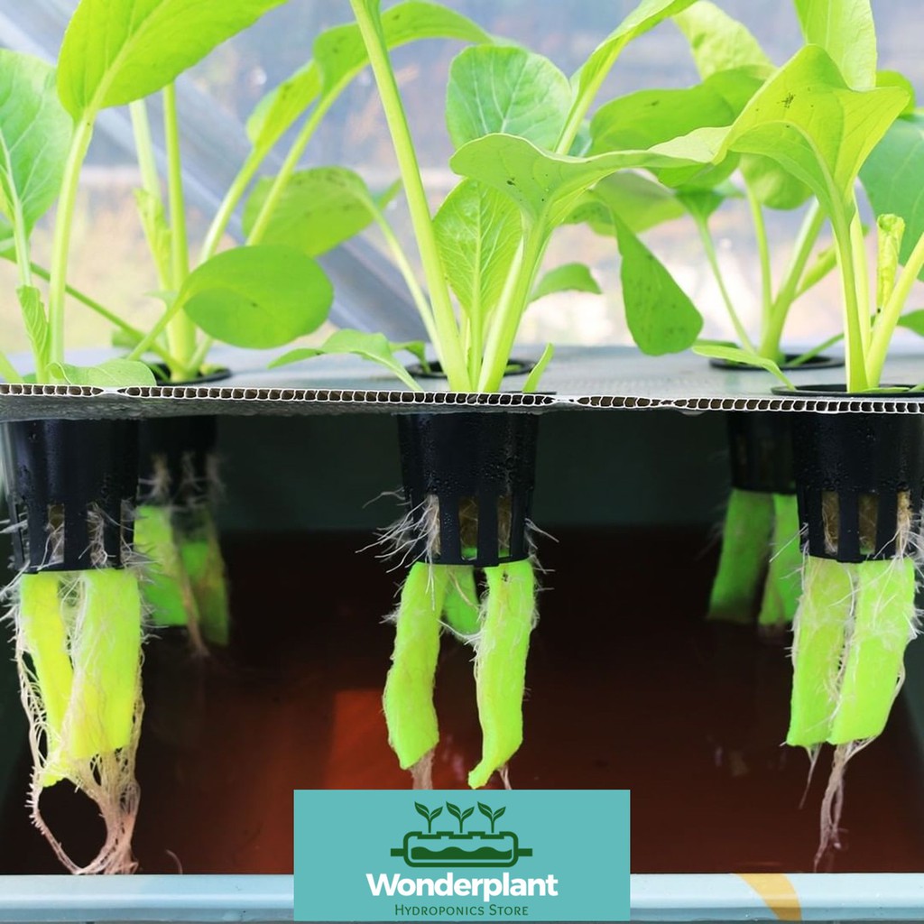 Starter Kit - Hidroponik Sistem Wick