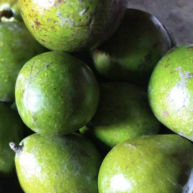

Buah Avocado Empat Lawang