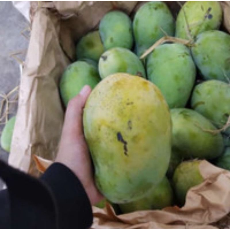 

Mangga Harumanis / Mangga Golek Per 1 Keranjang