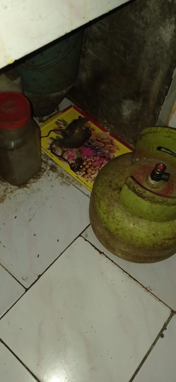 Racun Tikus Maowang Kuning Mao Wang Kuning Biasa