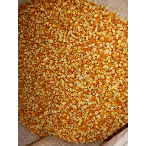 1000++ BENIH JAGUNG KRISTAL SUPER UNGGUL