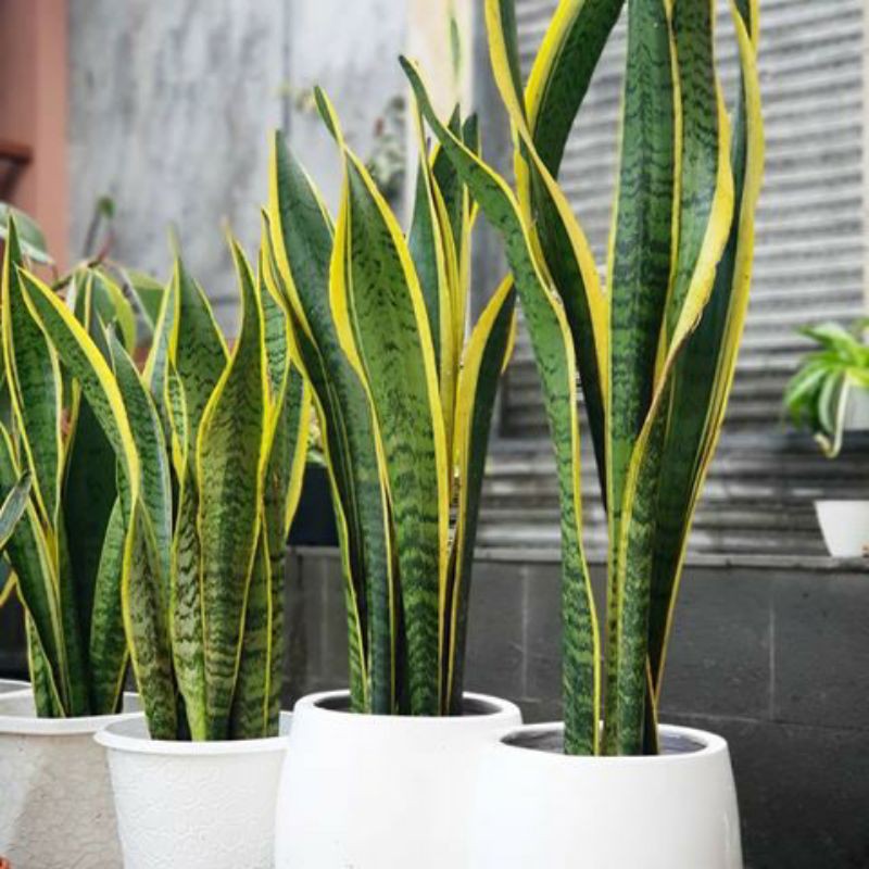 Tanaman Hias Sansivera Lidah Mertua / Pohon Hias Sansivera Lidah Mertua / Sansivera Lidah Mertua