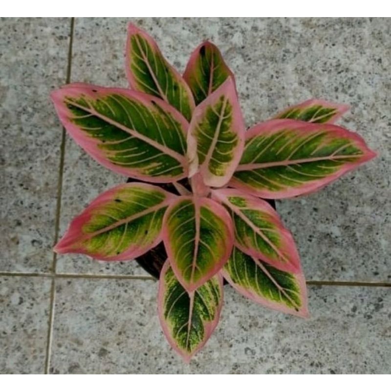 Bibit bonggol aglonema Lotus Merah