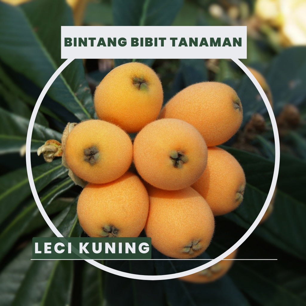 

bibit Leci kuning original unggul