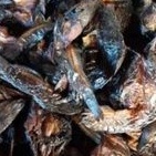 

Ikan Salai Limbat Sidempuan Asli 500ht