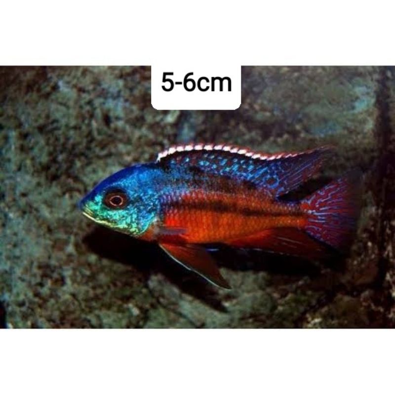 cichlid prtomelas red empress 5-6 cm