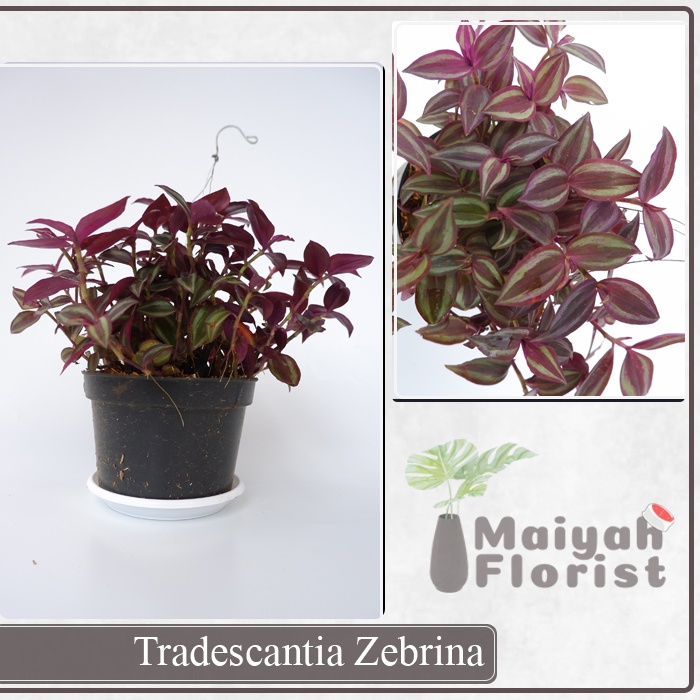 Tradescantia Zebrina - Tanaman Hias