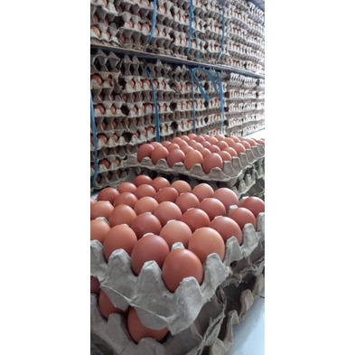 

Telur ayam negeri 15kg