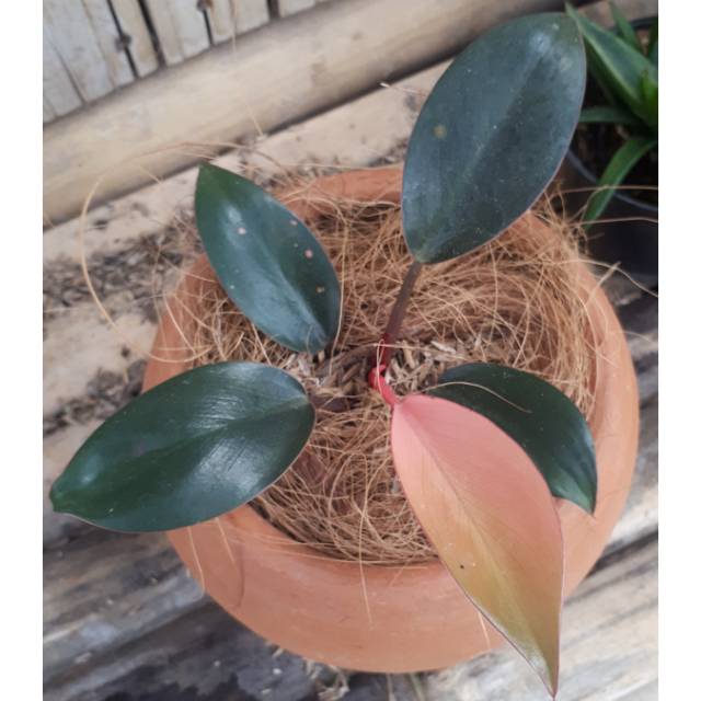 tanaman hias philo pink congo pink Shopee Indonesia tanaman hias philo pink congo pink Shopee Indonesia