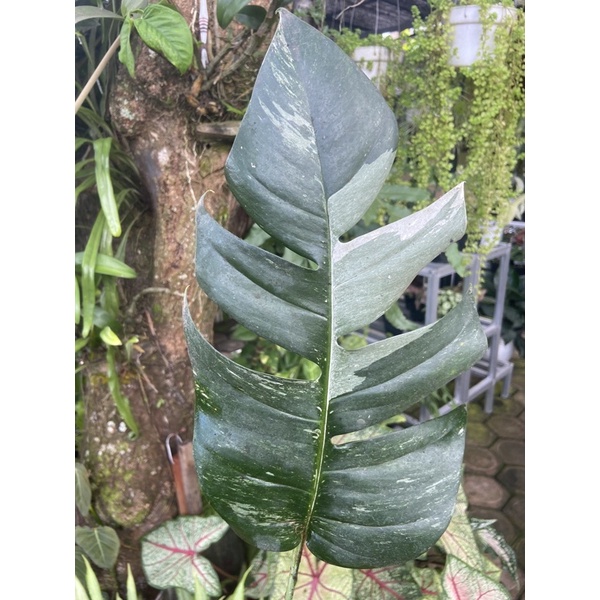 epipremnum pinnatum var