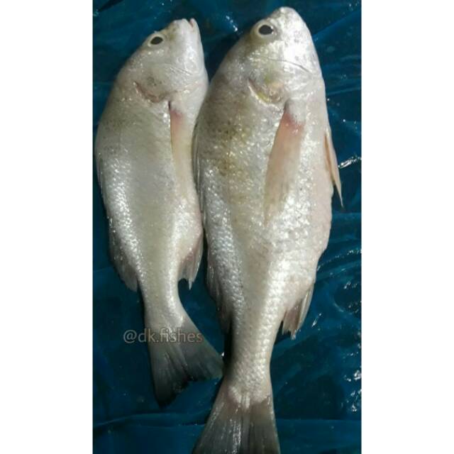 

Kakap Putih / Pack 1kg