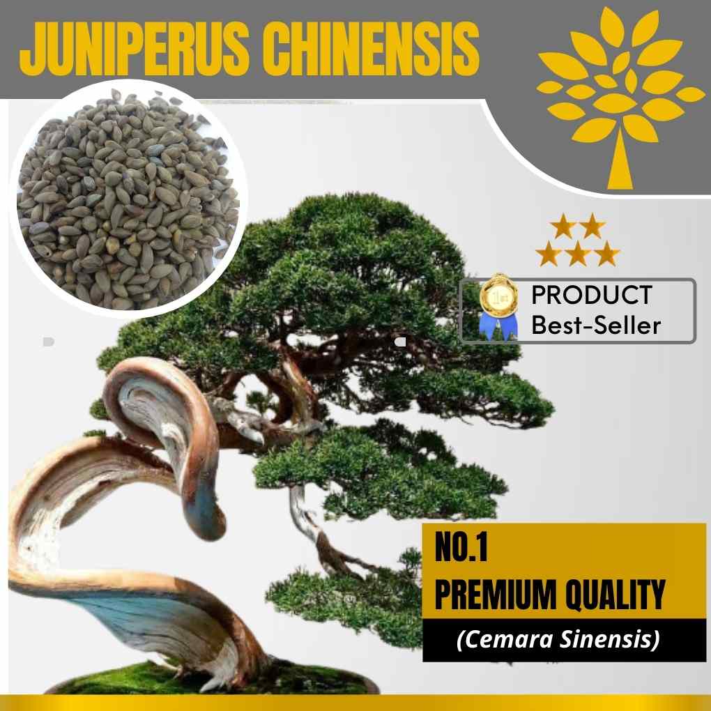 Bonsai Cemara Sinensis Juara