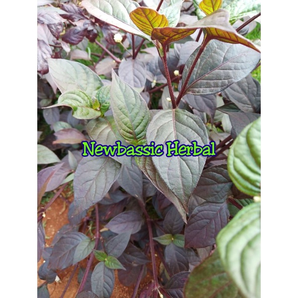 

daun ungu fresh 100g alami herbal